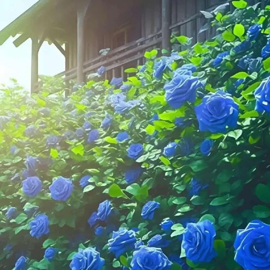 💙Blue Climbing Rose Seeds