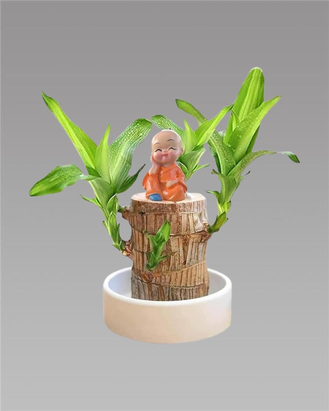 🌿Brazilian Lucky Wood Mini Home Plant Decoration