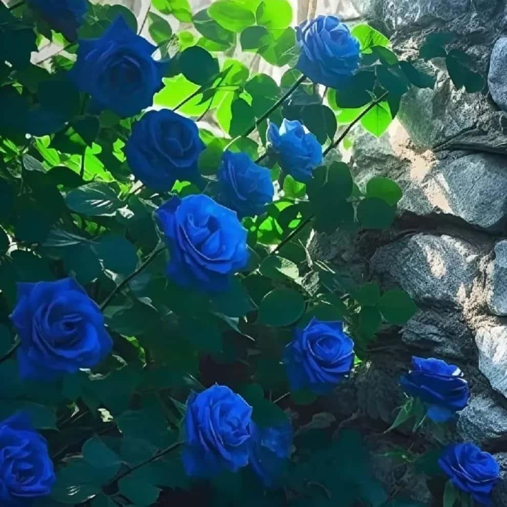 💙Blue Climbing Rose Seeds