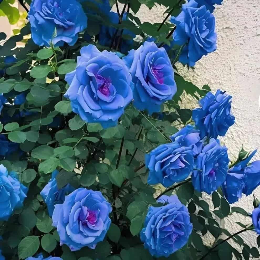 💙Blue Climbing Rose Seeds