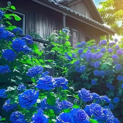 💙Blue Climbing Rose Seeds