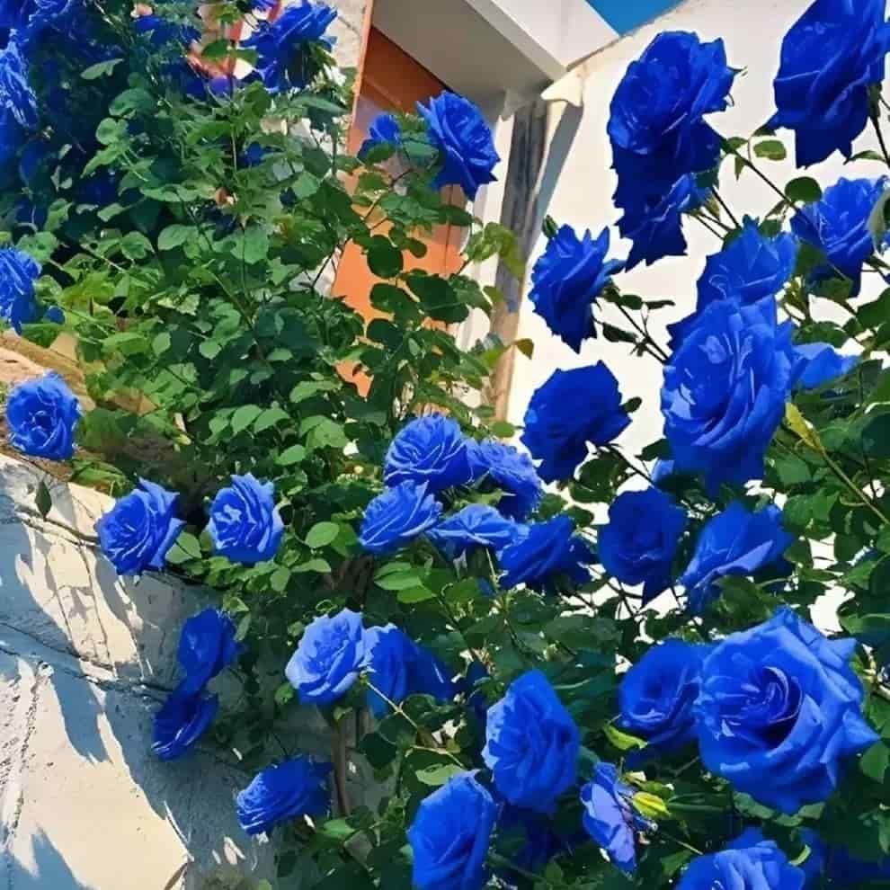 💙Blue Climbing Rose Seeds
