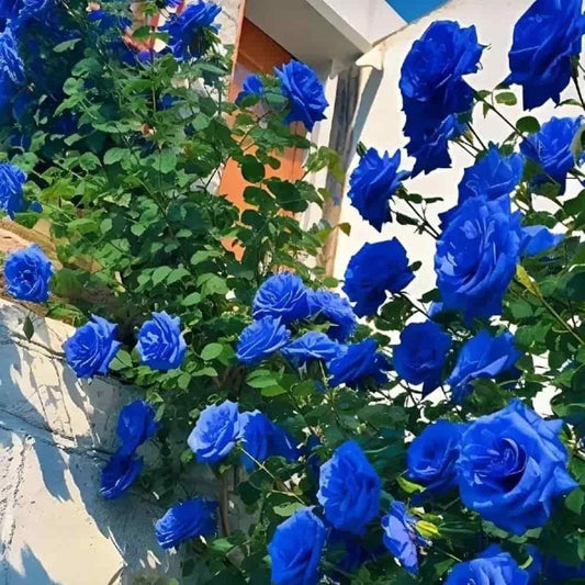 💙Blue Climbing Rose Seeds