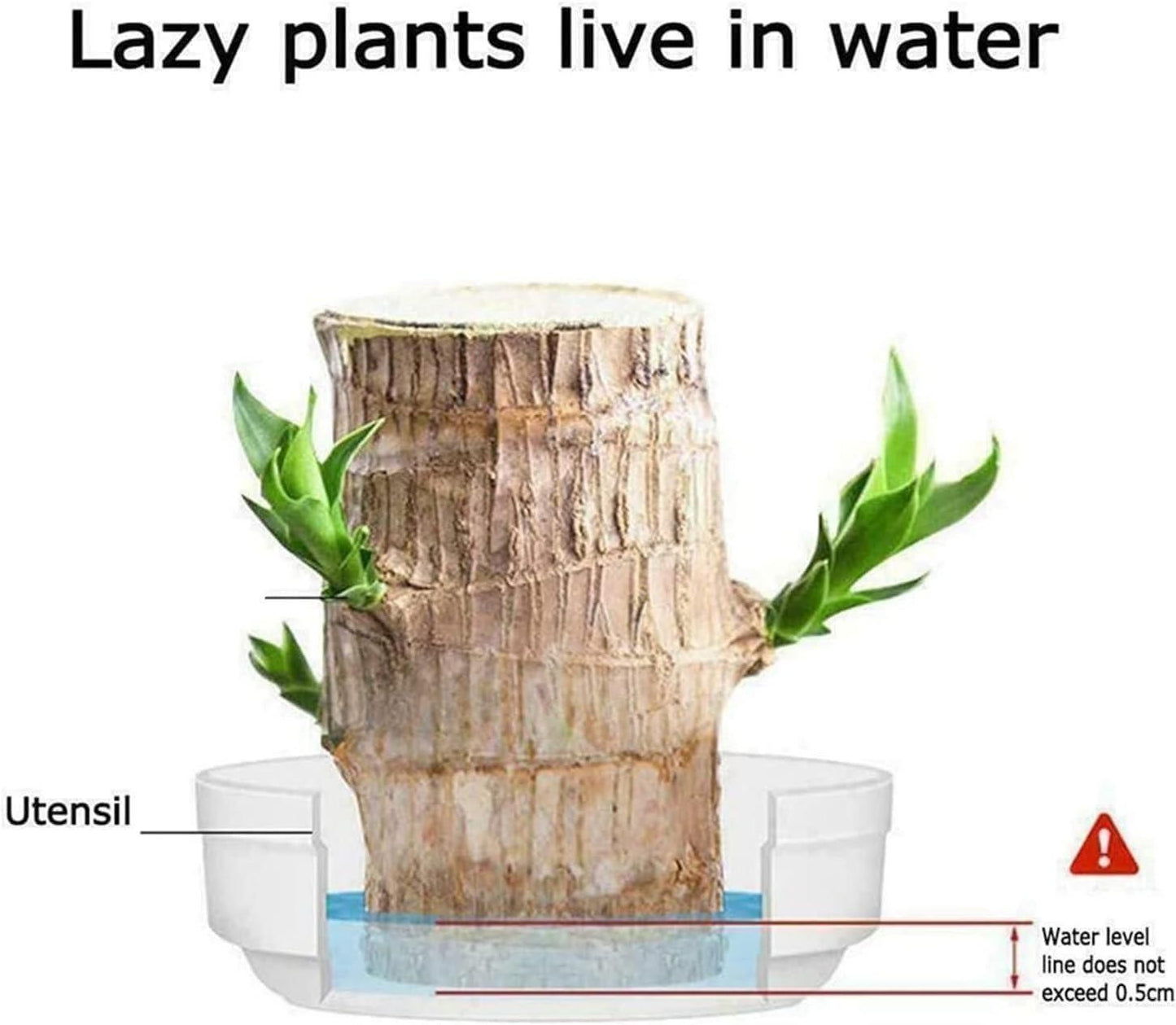 Brazilian Lucky Wood, Mini Home Plant Decoration  (Pack of 2)