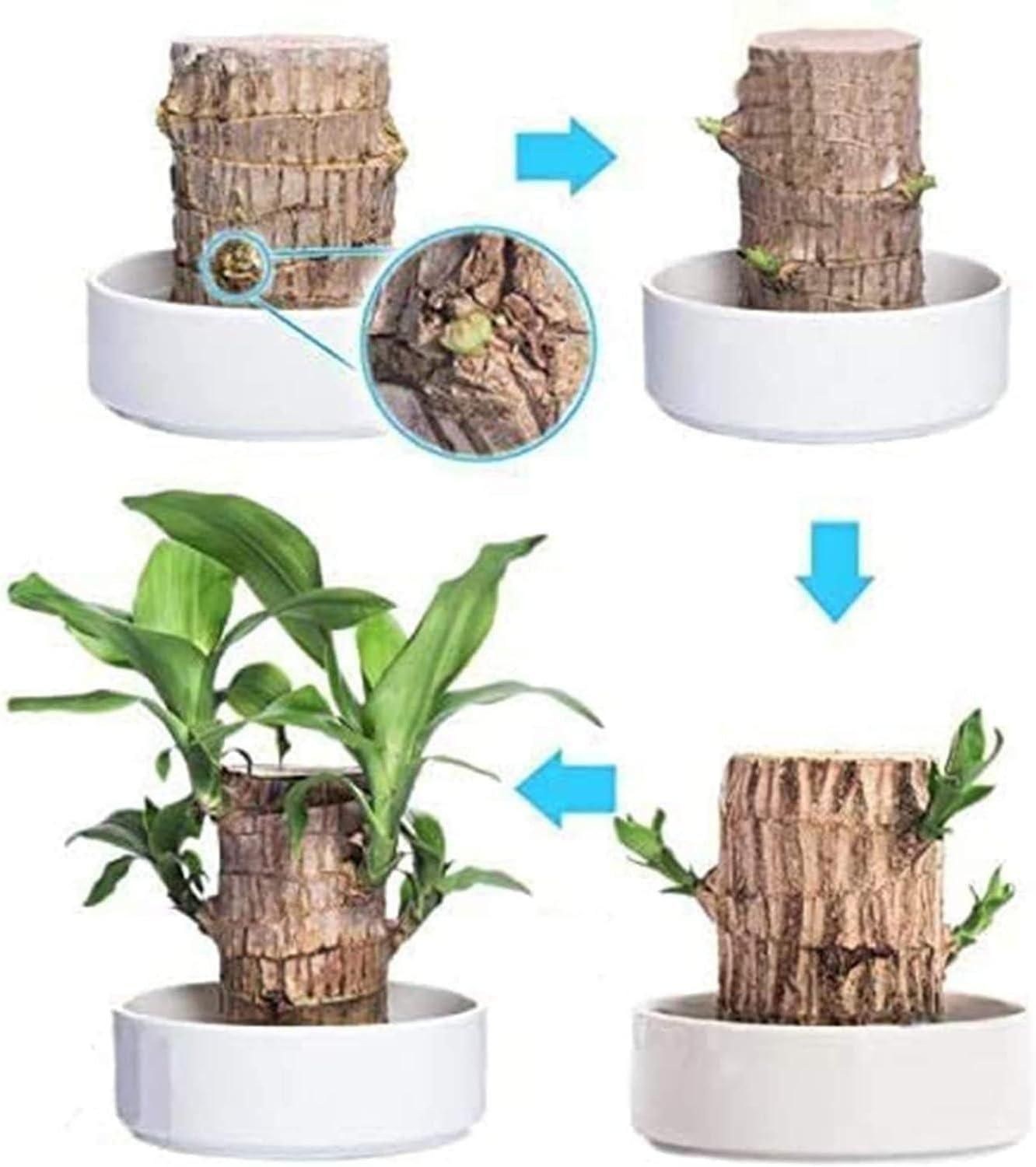 Brazilian Lucky Wood, Mini Home Plant Decoration  (Pack of 2)