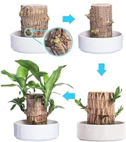 Brazilian Lucky Wood, Mini Home Plant Decoration  (Pack of 2)