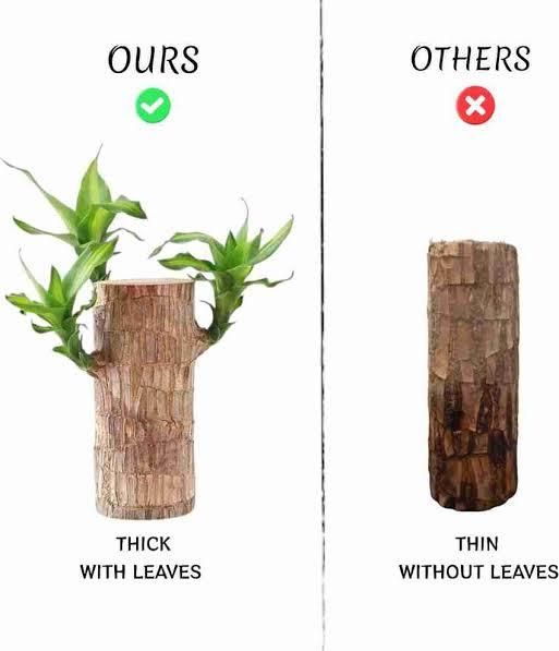 Brazilian Lucky Wood, Mini Home Plant Decoration  (Pack of 2)