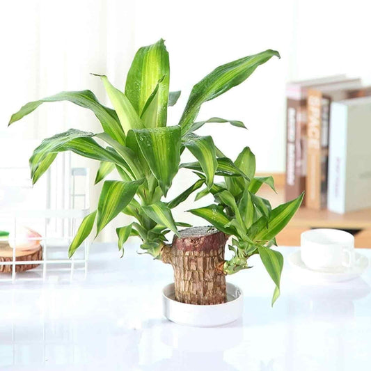 🌿Brazilian Lucky Wood Mini Home Plant Decoration