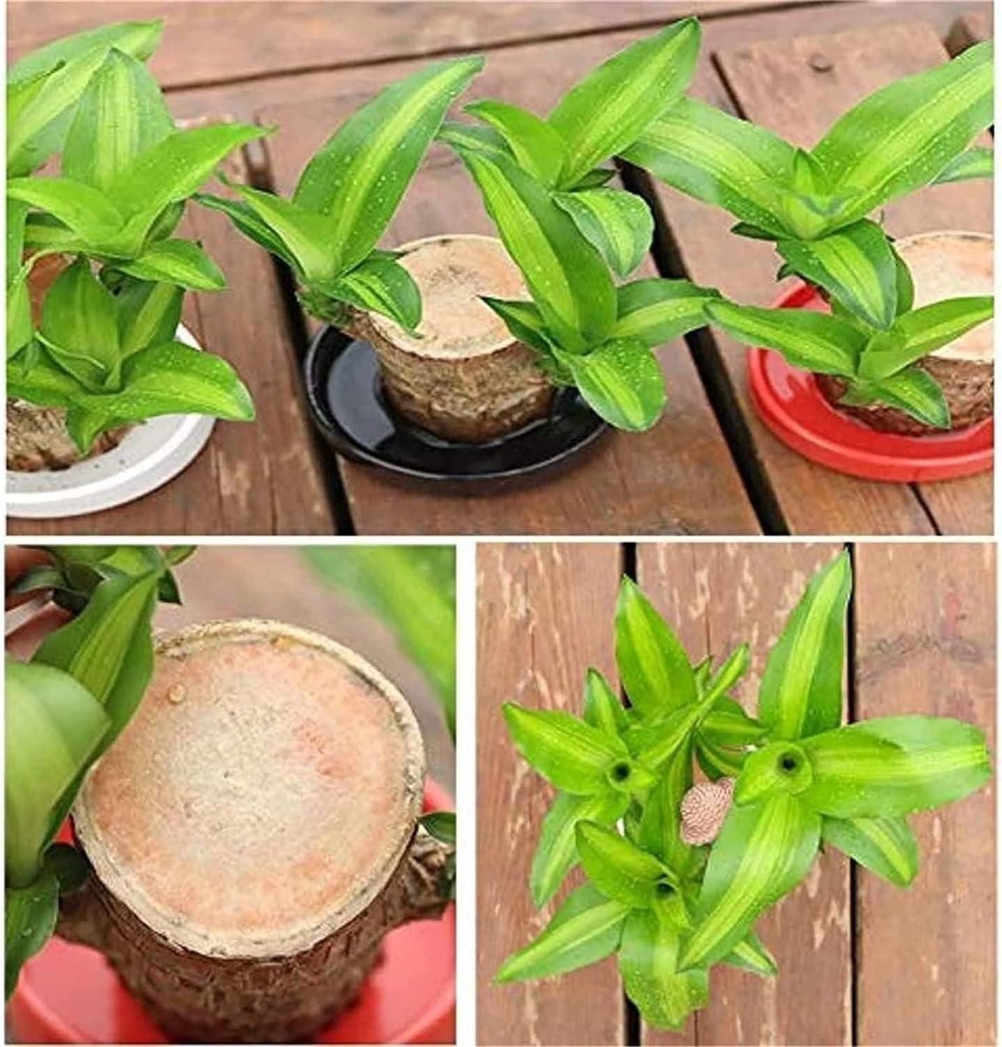 Brazilian Lucky Wood, Mini Home Plant Decoration  (Pack of 2)