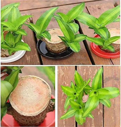 Brazilian Lucky Wood, Mini Home Plant Decoration  (Pack of 2)