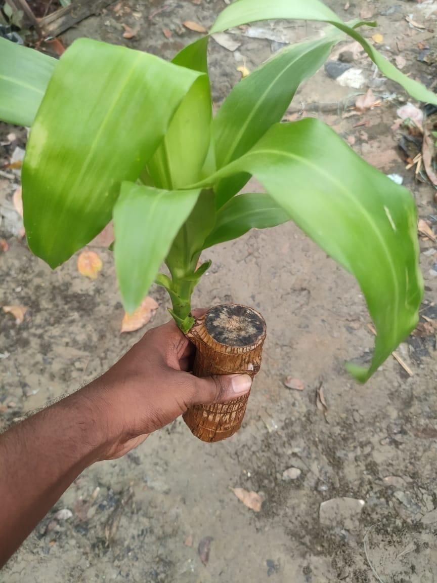 Brazilian Lucky Wood, Mini Home Plant Decoration  (Pack of 2)
