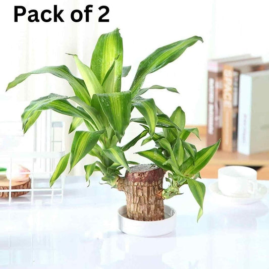 Brazilian Lucky Wood, Mini Home Plant Decoration  (Pack of 2)
