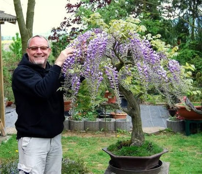 🌸WISTERIA - THE GARDEN’S CASCADING BEAUTY ALL YEAR ROUND